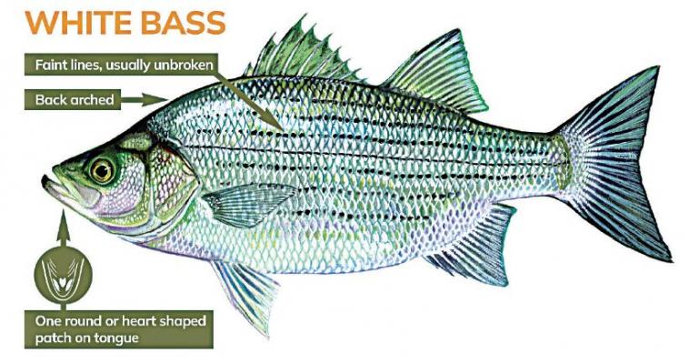 White bass angler guide:Top tips and area highlights