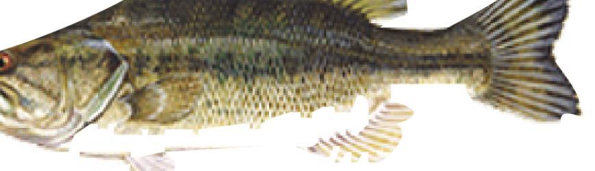 LARGEMOUTH BASS: The largemouth bass is the most popular freshwater game fish in the U.S.