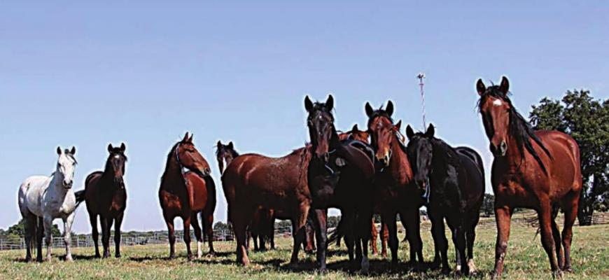 Head out to the wild horse and burro event in Durant