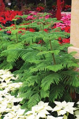 Norfolk Island pine makes a great indoor holiday tree especially when combined with holiday plants or decorated with garland and small ornaments. Photo Courtesy / MelindaMyers.com