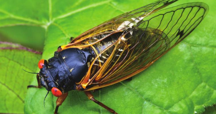 No 17-year cicadas for Oklahoma this summer