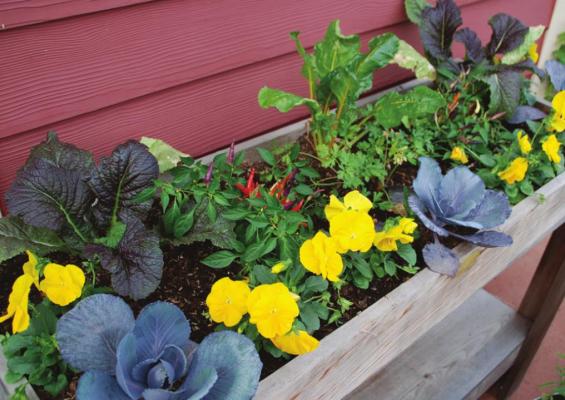 GET THE MOST out of your elevated garden by spacing plants just far enough apart to reach their mature size. Photo Courtesy / MelindaMyers.com