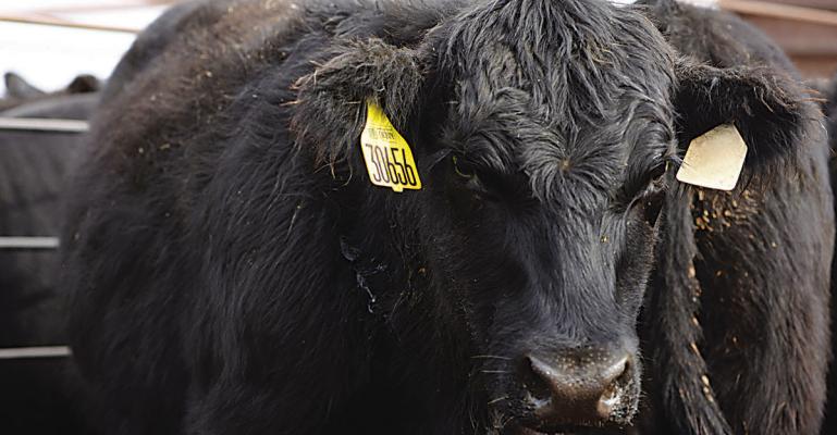 Cattle sale series begins November