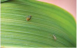 Drought conditions increase potential for wheat disease, insects