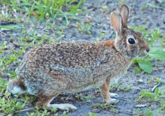 TO PROTECT plantings from rabbits, use fencing that is at least four feet tall or a repellent that discourages them from dining on plants. Photo Courtesy / MelindaMyers.com