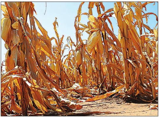 In drought-stricken areas of the state, late summer crops, such as corn, will not be harvested but can instead be repurposed if nitrate levels are not toxic. Photo Courtesy / Todd Johnson, OSU Agricultural Communications Services