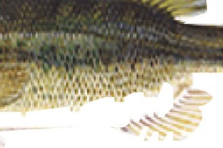 LARGEMOUTH BASS: The largemouth bass is the most popular freshwater game fish in the U.S.
