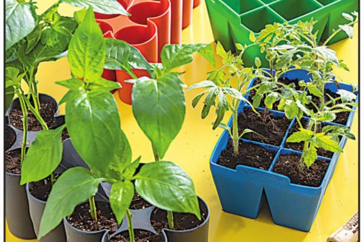 Seed-starting trays are reusable and make it easy to pop out young seedlings without damaging the plant’s roots. Photo Courtesy / Gardener’s Supply Company