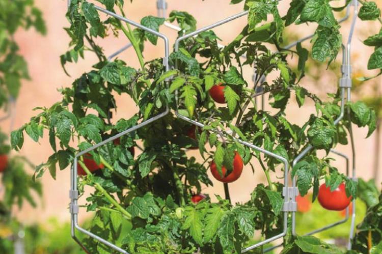 SET TOMATO stakes or towers in place at the time of planting and make sure they are strong and tall enough to support the mature plants. Photo Courtesy / Gardener’s Supply Co.
