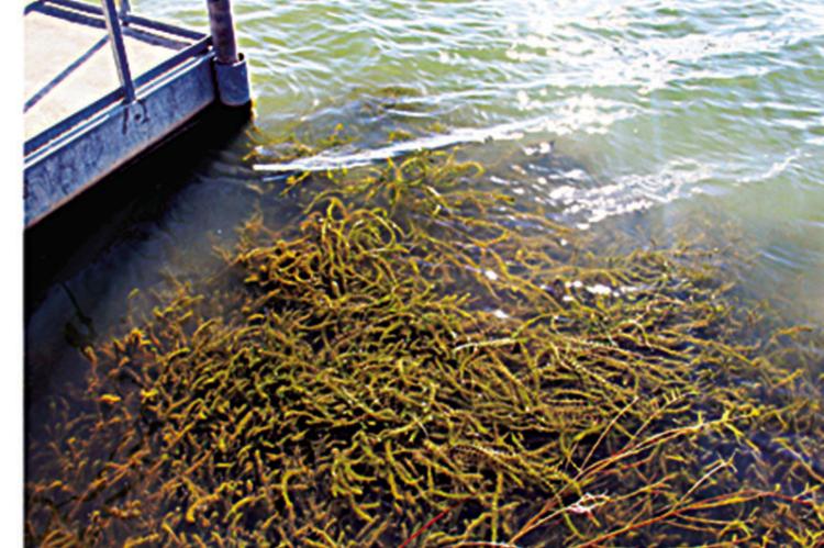 Hydrilla in Lake Murray by Priscilla Crawford/ iNaturalist CC-BY-NC).
