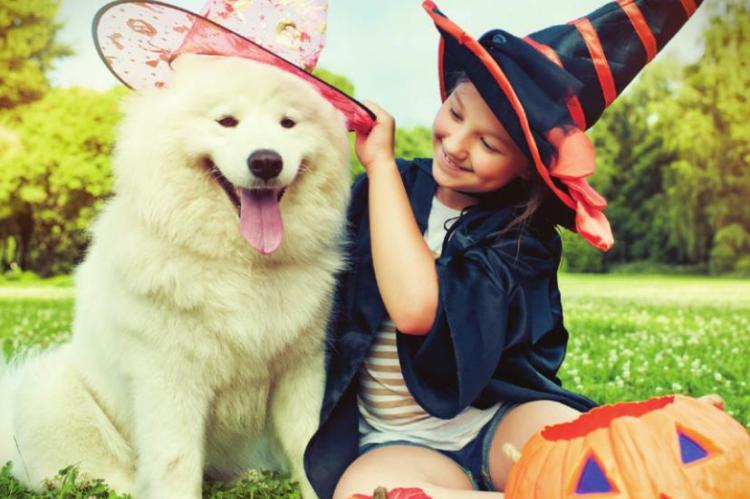 Five tips to safely celebrate halloween with your pet