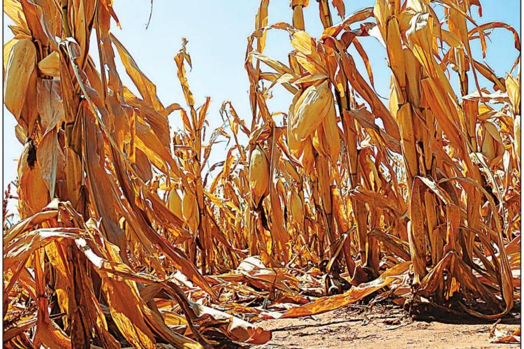In drought-stricken areas of the state, late summer crops, such as corn, will not be harvested but can instead be repurposed if nitrate levels are not toxic. Photo Courtesy / Todd Johnson, OSU Agricultural Communications Services